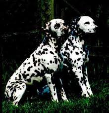 dalmatians