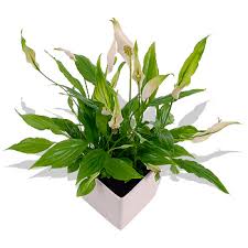 peace lily flower