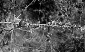barb wire roses