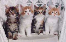 kitties