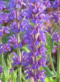 Deadhead the salvia after