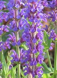 Perennial Salvia flowers all