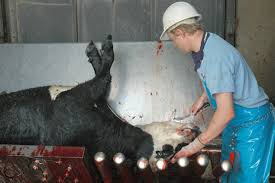 Listeria Hysteria Worker says