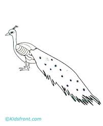 peacock coloring