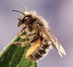 large bees