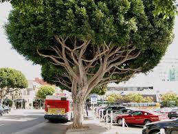 pictures ficus trees