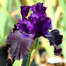 purple iris flower