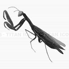 praying mantis clipart