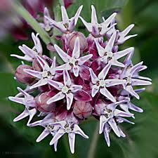 showy milkweed pictures