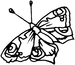 butterfly life cycle coloring page