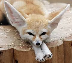 fennec foxes