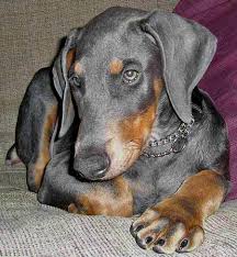 blue doberman