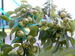 pear trees pictures