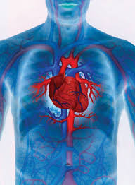 Cardiovascular width=