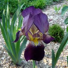 bearded iris flowers