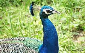 peacock symbols