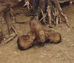 By the way, capybara is