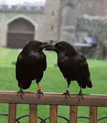 Destinations UK - The Ravens