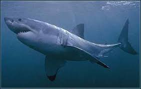 large shark pictures