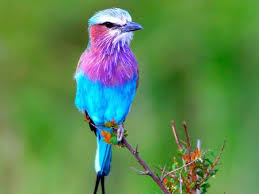 colorful birds photos