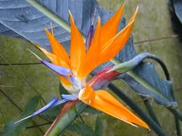 bird of paradise