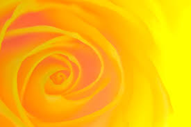 yellow rose pictures