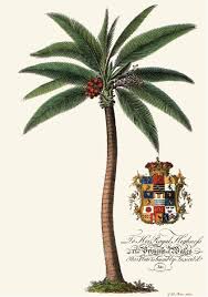 palm trees prints