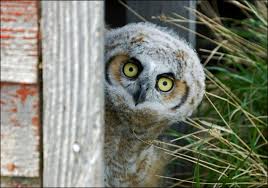 great horned owl food