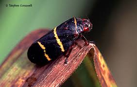 Prosapia bicincta