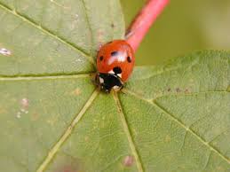 lady bug pictures