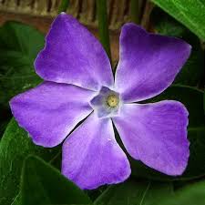 purple flower vine