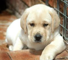 Do you have a dog? Labrador-puppy