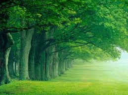 background_green_trees1.jpg