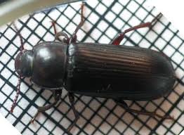 darkling beetles