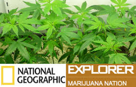 Marijuana nation