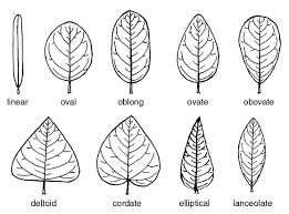 leaf types pictures