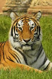 الحيوانات الصيادة 400px-India_tiger