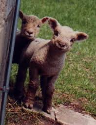miniature sheep