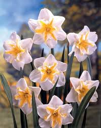 narcissus flowers