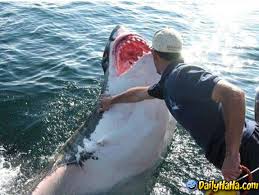shark fishing pictures