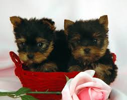 yorkies for sale