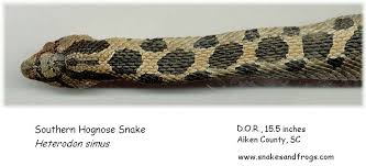 southern hognose snake