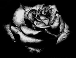 The,Meaning,of,the,Colors,of,Roses , The Meaning of the Colors of Roses