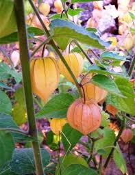 Physalis puruviana 