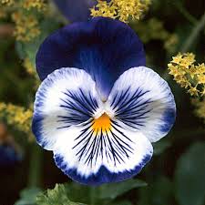 pansy flower tattoo