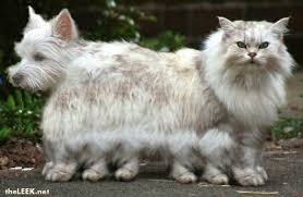 catdog