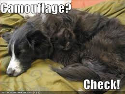 funny cats and dogs