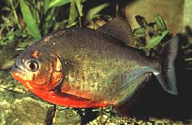 piranha