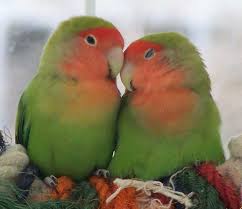 love bird photos