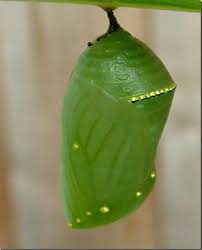 monarch butterfly chrysalis